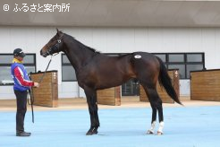 最高価格馬