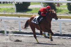 牡馬で最高価格となったランペルティーザの11