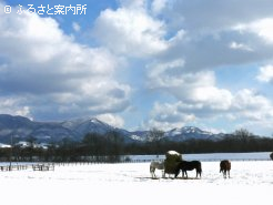 放牧地。福島牝馬S(G3)を連覇したオールザットジャズも一緒の放牧地で過ごしている