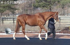 イシノサンデーも元気に展示された