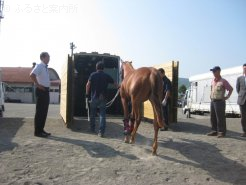 関係者に見守られる中、宮崎行きの馬運車へ乗り込んだ
