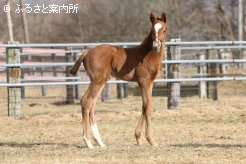 父ケープブランコと同じ毛色の栗毛の牡馬