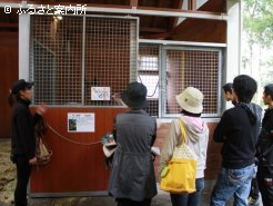 厩舎見学ガイドツアーの様子
