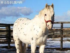 現在は屋内馬場で週2回運動している