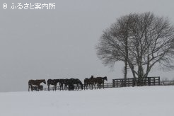 写真１　[雪降る放牧地]