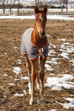 当歳はコパノリッキーの全妹(牝、父ゴールドアリュール)