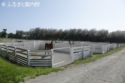 サンシャインパドックでリラックスする育成・休養馬たち