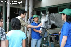 馬と触れ合うこともできます