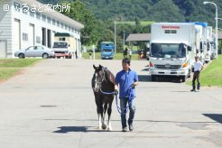 JRA日高育成牧場に引き付けられたサマーセール売却馬