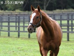 好物はミントキャンディー