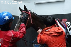 採血される北海道トレーニングセール上場申し込み馬