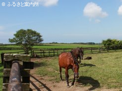サクラサクラサクラの生まれ故郷、日高町門別に位置する野島牧場