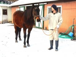 現在は繁殖牝馬を引退して、功労馬として余生を送っている