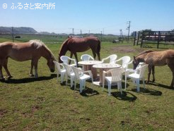 MKRanchの馬たち