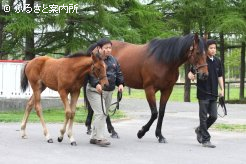 母ラヴアンドバブルズと当歳牝馬(父ディープインパクト)