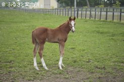 ヤナガワ牧場の当歳馬