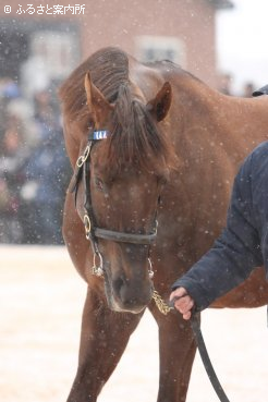NAR年度代表馬4回のフリオーソ。平成の大種牡馬ブライアンズタイムの後継として期待は大きい