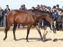 新種牡馬ハードスパン