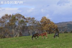 写真１ [紅葉の放牧地] 