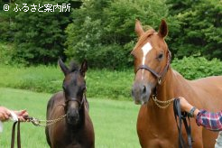 フェールクークーと当歳馬は現在、浦河町・高村牧場へ預託されている