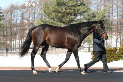 2011年NARファーストクロップチャンピオンサイアーのケイムホーム