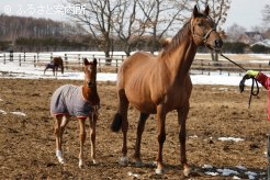 G1馬となった兄の当歳時にそっくりと評判