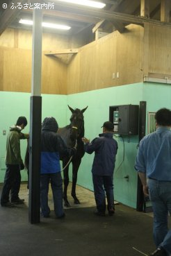 JRA日高育成牧場に移動してきたセレクトセール購買馬
