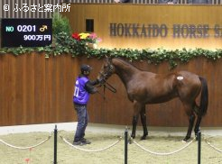 初日の最高価格馬となったピサノロマン2018