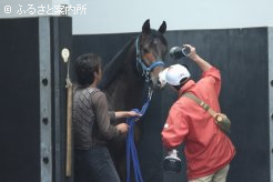 JRA職員の検査を受ける2歳馬