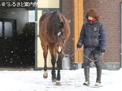 乗用馬デビューに向けて訓練中