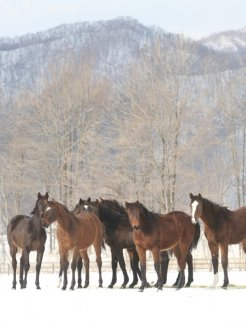 牧場は新冠町美宇(びう)地区にある