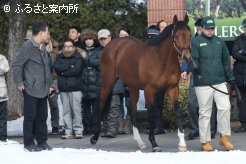 矢作芳人調教師に見守られながら登場したディープブリランテ。ディープインパクト産駒として初めて日本ダービー(G1)制覇を果たした