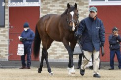 新種牡馬トーセンジョーダン。落ち着いて周回した