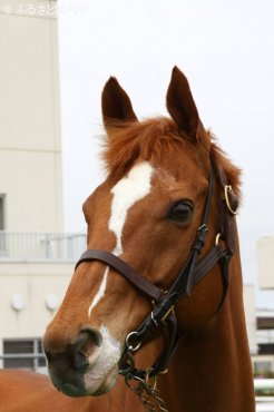父は日本ダービー馬！トウカイポイント