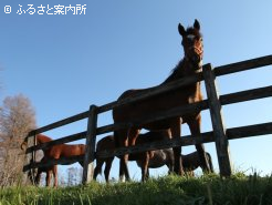 牧場作業体験では仔馬に会えることも