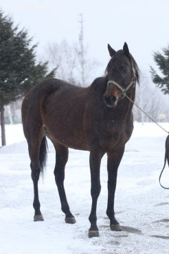 アグネスタキオンの後継種牡馬として期待されている