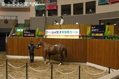 最高価格馬ラインレジーナは、活発な競り上げで2100万円で続けられた