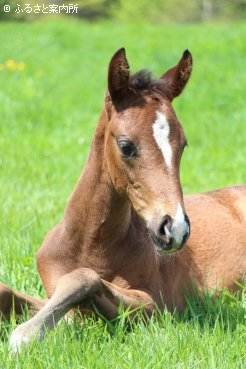 前回はホームブレッドの馬を撮影しました