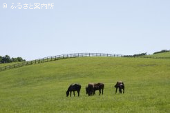 写真５ [放牧地]