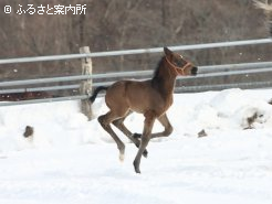 新冠橋本牧場で誕生したハービンジャーの初仔