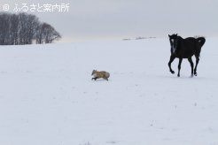 写真５　[キツネと]