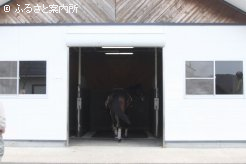 検査場に入るトレーニングセール上場予定馬