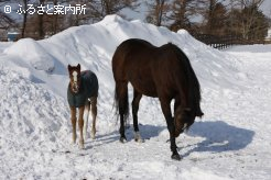 写真３　[とねっこ]
