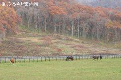 深まる秋の牧場