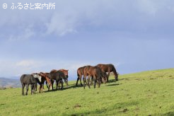 写真４ [仔馬]