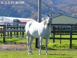 (有)木田牧場へ入厩してきたばかりの本馬の姉エーシンクールディ(地方重賞8勝)。見た瞬間に「キャタリナだ」と思った程、母馬に似ているそうだ