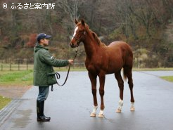 ダンスインザダーク譲りの脚長な馬体です