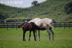 プラチナローズの母乳を呑む当歳馬