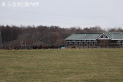 隊列を保ちながら動き始めた当歳馬たち