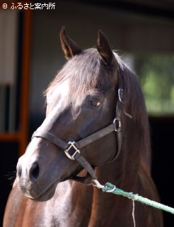 フジノマッケンオー | 馬・牧場・施設検索 | 競走馬のふるさと案内所